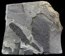 Permian Branchiosaur (Amphibian) Fossil - Germany #44400-1